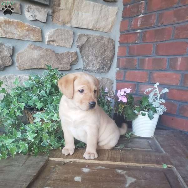 Caroline, Yellow Labrador Retriever Puppy