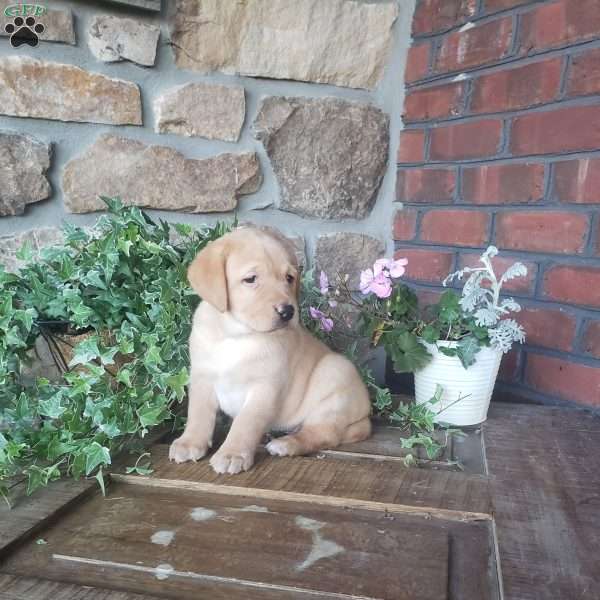 Charlotte, Yellow Labrador Retriever Puppy