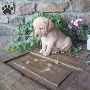 Cheryl, Yellow Labrador Retriever Puppy