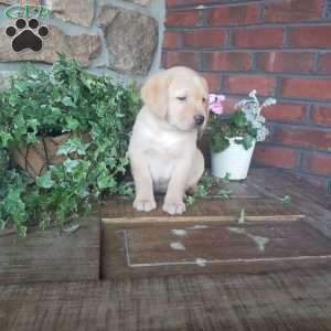 Cheryl, Yellow Labrador Retriever Puppy