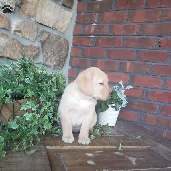 Cheryl, Yellow Labrador Retriever Puppy