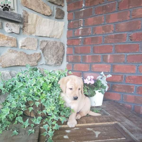 Collin, Yellow Labrador Retriever Puppy