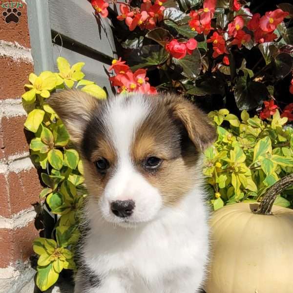 Lori, Pembroke Welsh Corgi Puppy