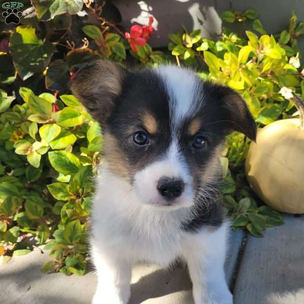 Lexi, Pembroke Welsh Corgi Puppy