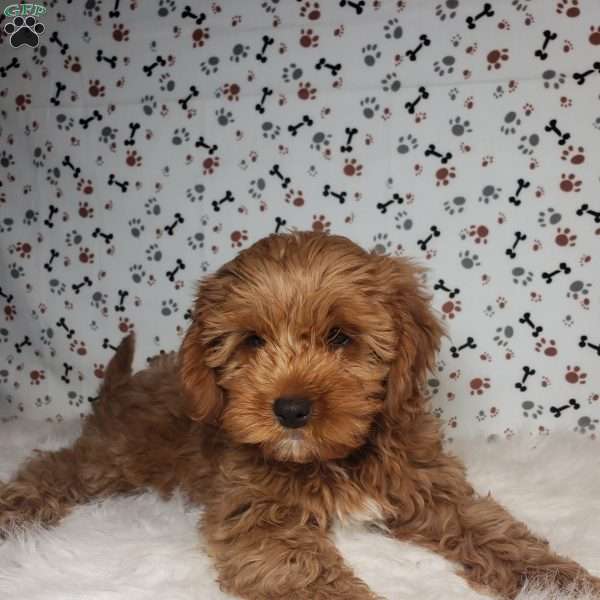 Ollie, Cavapoo Puppy
