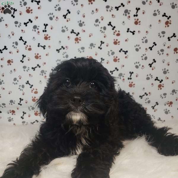 Sophie, Cavapoo Puppy