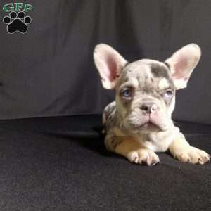 Dewey, French Bulldog Puppy
