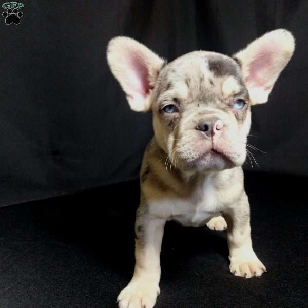 Dewey, French Bulldog Puppy