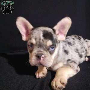Dewey, French Bulldog Puppy