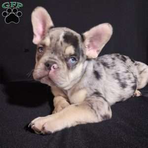 Dewey, French Bulldog Puppy