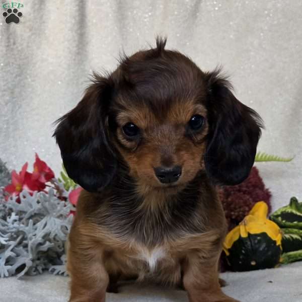Everlie, Dachshund Puppy