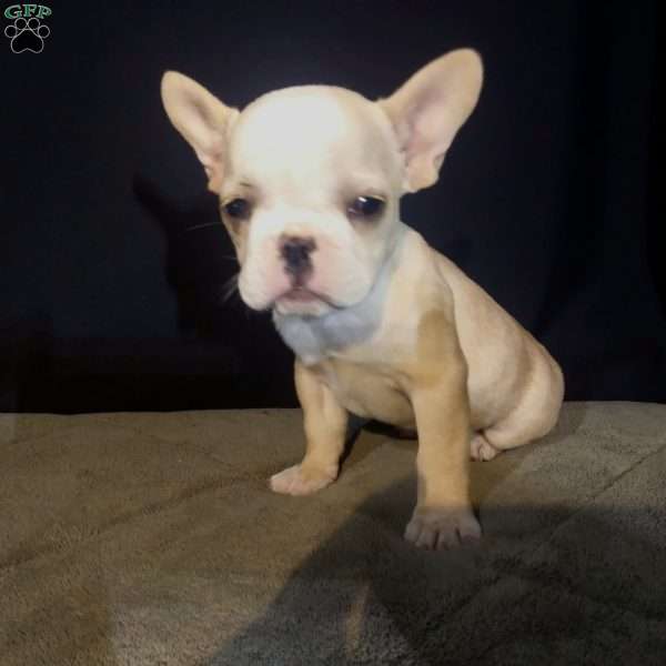 Sandy, French Bulldog Puppy