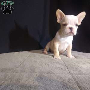 Sandy, French Bulldog Puppy