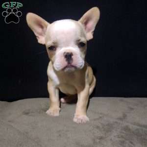 Sandy, French Bulldog Puppy