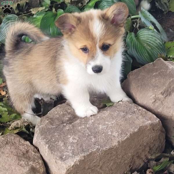 Lady, Pembroke Welsh Corgi Puppy