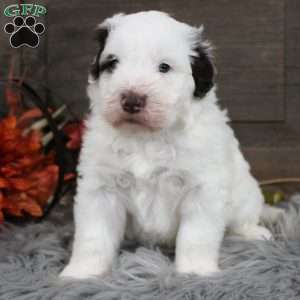 Oliver, Portuguese Water Dog Puppy