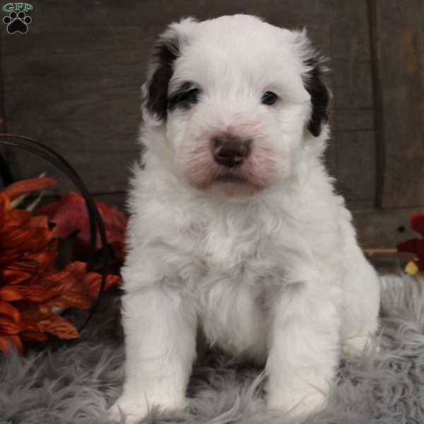 Oliver, Portuguese Water Dog Puppy