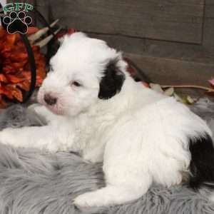 Oliver, Portuguese Water Dog Puppy