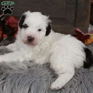 Oliver, Portuguese Water Dog Puppy