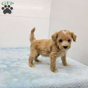 Mel, Maltipoo Puppy