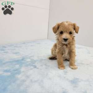 Mel, Maltipoo Puppy