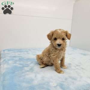 Mel, Maltipoo Puppy