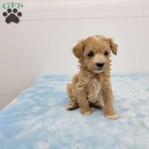 Mel, Maltipoo Puppy