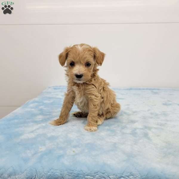 Mel, Maltipoo Puppy