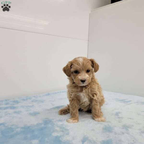 Max, Maltipoo Puppy