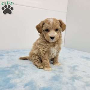 Max, Maltipoo Puppy