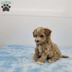 Max, Maltipoo Puppy