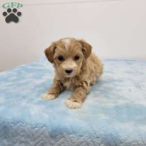 Max, Maltipoo Puppy