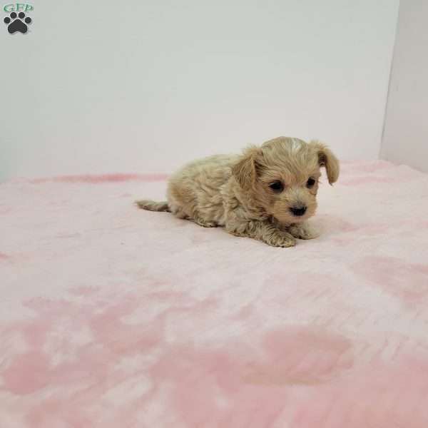 Malinda, Maltipoo Puppy