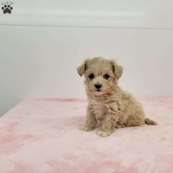 Marian, Maltipoo Puppy