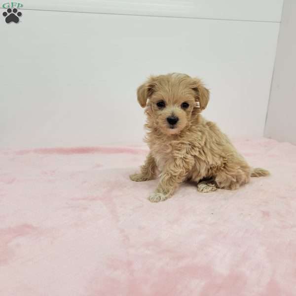 Melody, Maltipoo Puppy