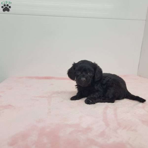 Yalonda, Yorkie Poo Puppy