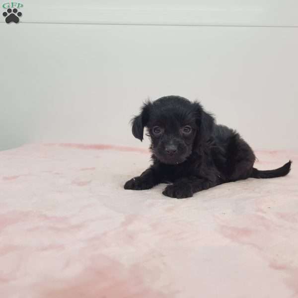 Yasmine, Yorkie Poo Puppy
