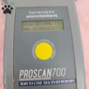 Yen, Yorkie Poo Puppy