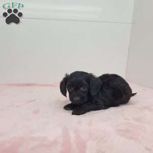 Yen, Yorkie Poo Puppy