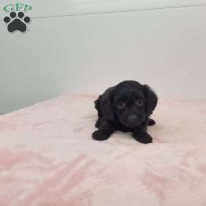 Yen, Yorkie Poo Puppy