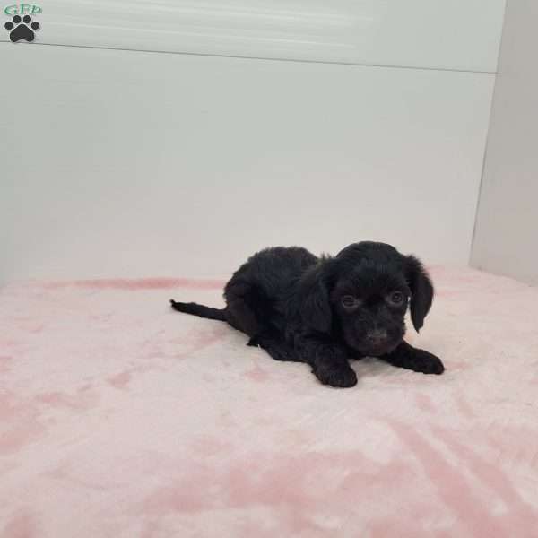 Yen, Yorkie Poo Puppy