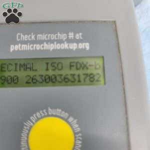 Yasper, Yorkie Poo Puppy