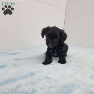 Yasper, Yorkie Poo Puppy