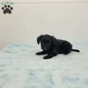 Yasper, Yorkie Poo Puppy