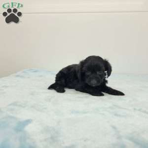 Yasper, Yorkie Poo Puppy