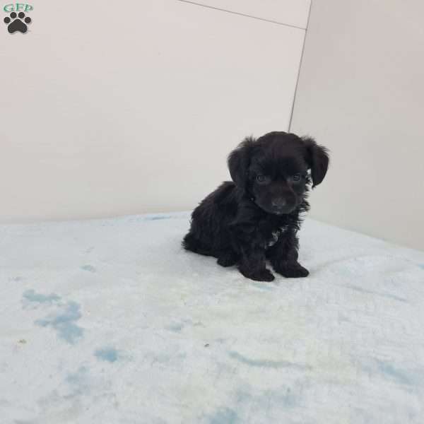 Yasper, Yorkie Poo Puppy