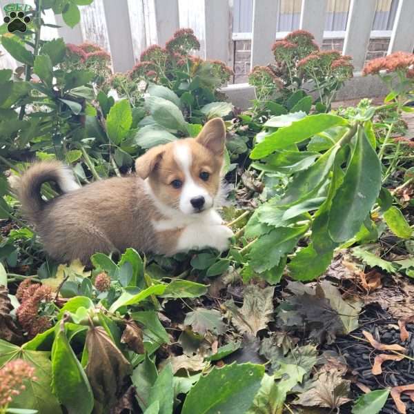 Lainey, Pembroke Welsh Corgi Puppy