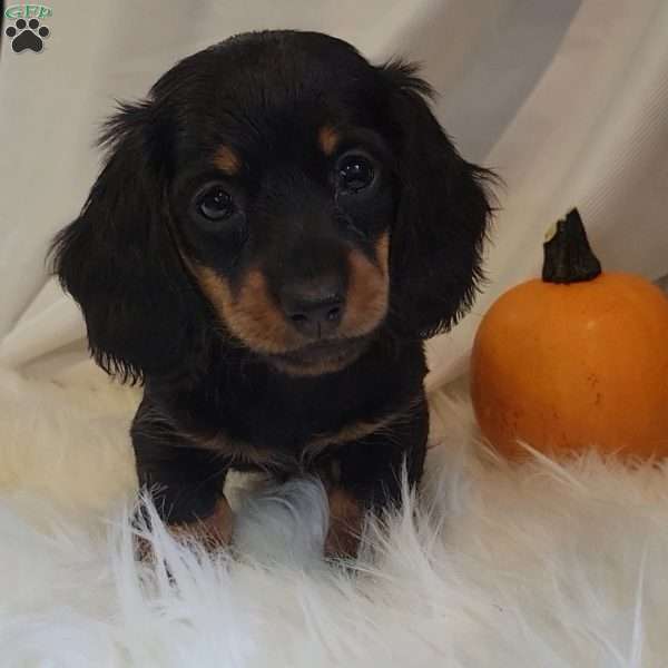 Remi, Dachshund Puppy