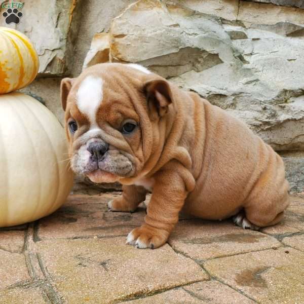 Bella, English Bulldog Puppy