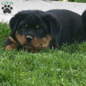 Dixon, Rottweiler Puppy
